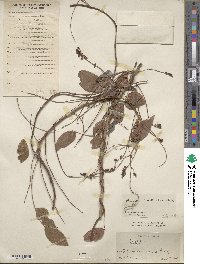 Wisteriopsis reticulata image