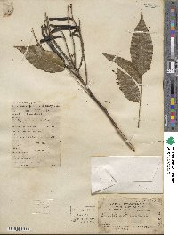 Wisteriopsis reticulata image