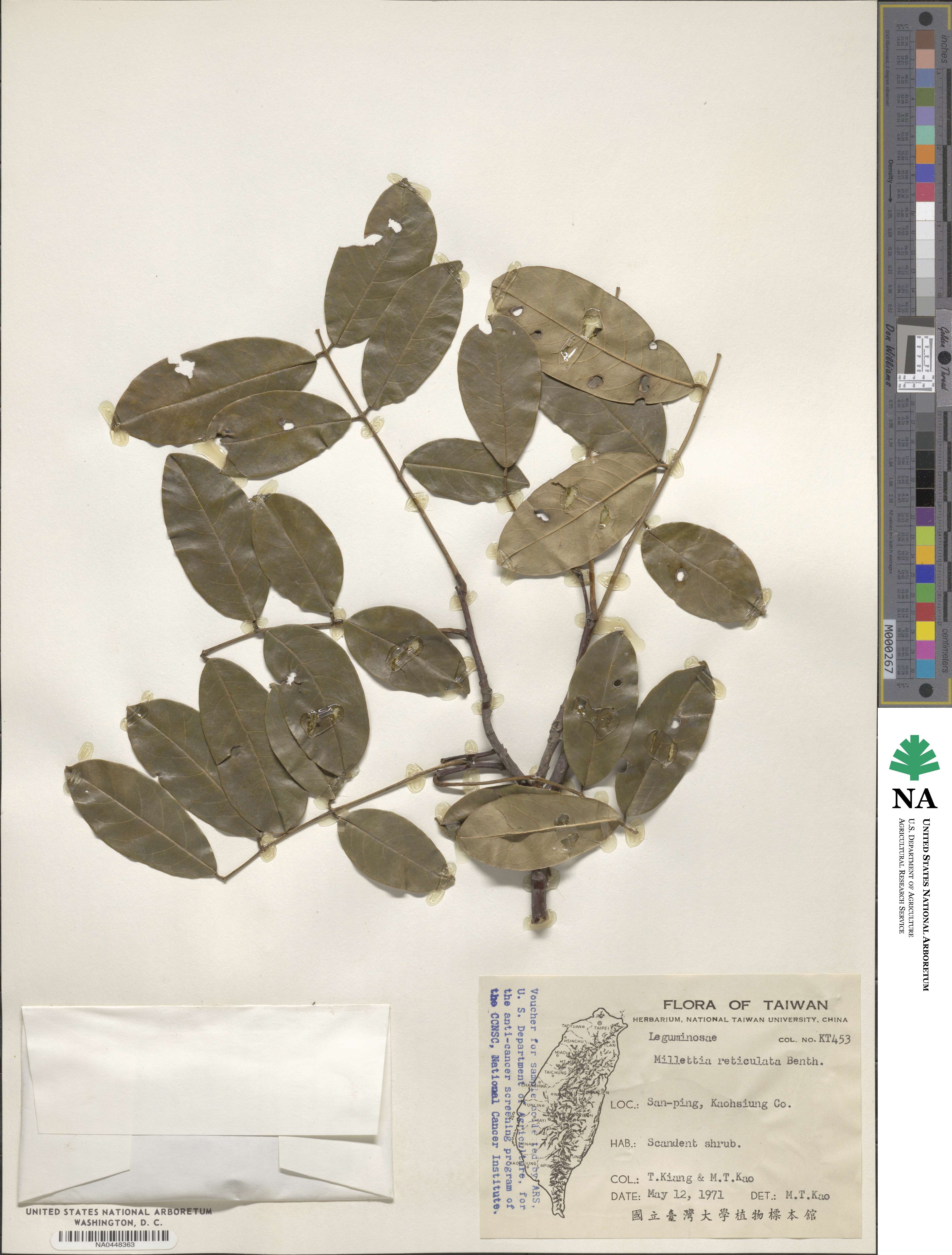 Wisteriopsis image