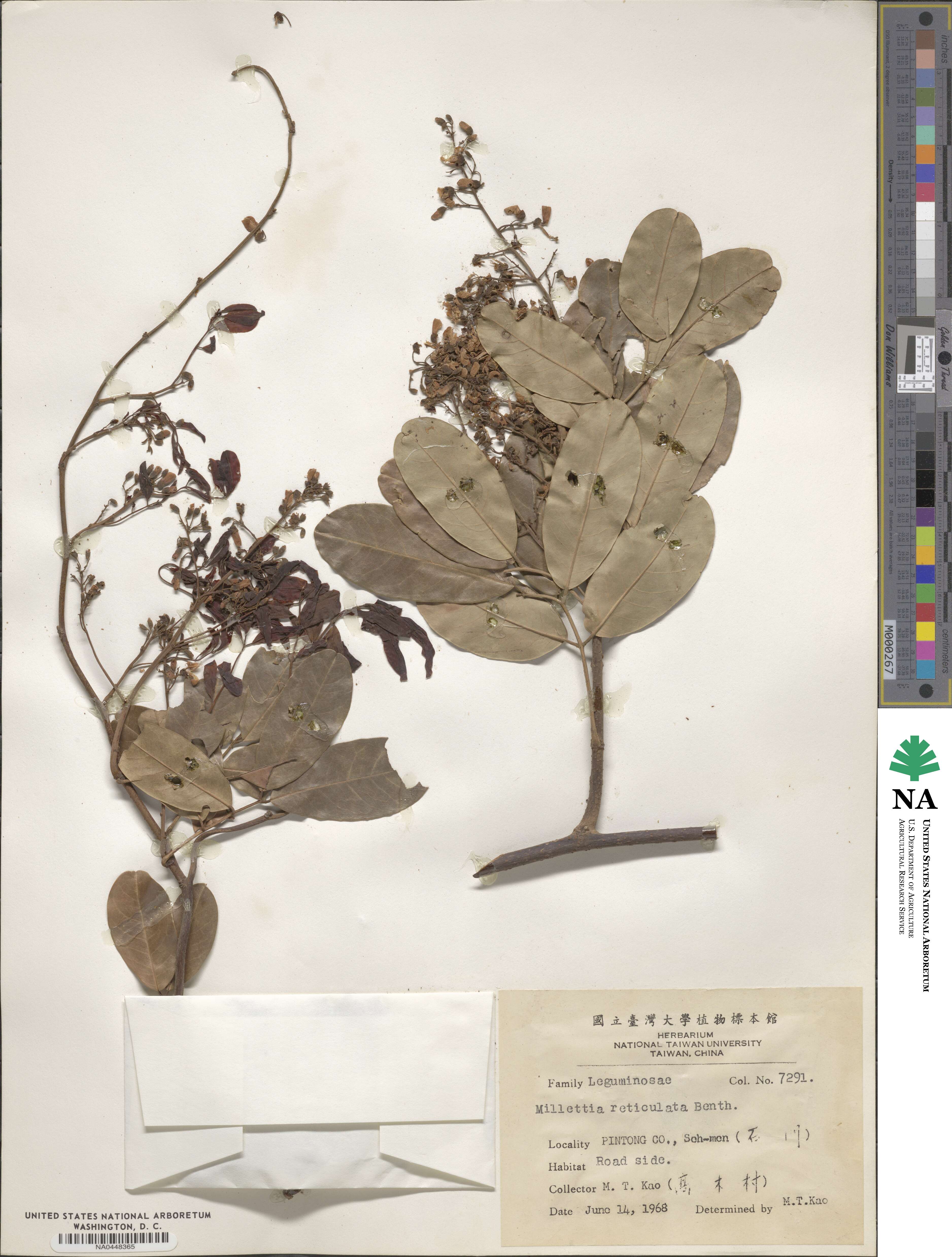Wisteriopsis reticulata image