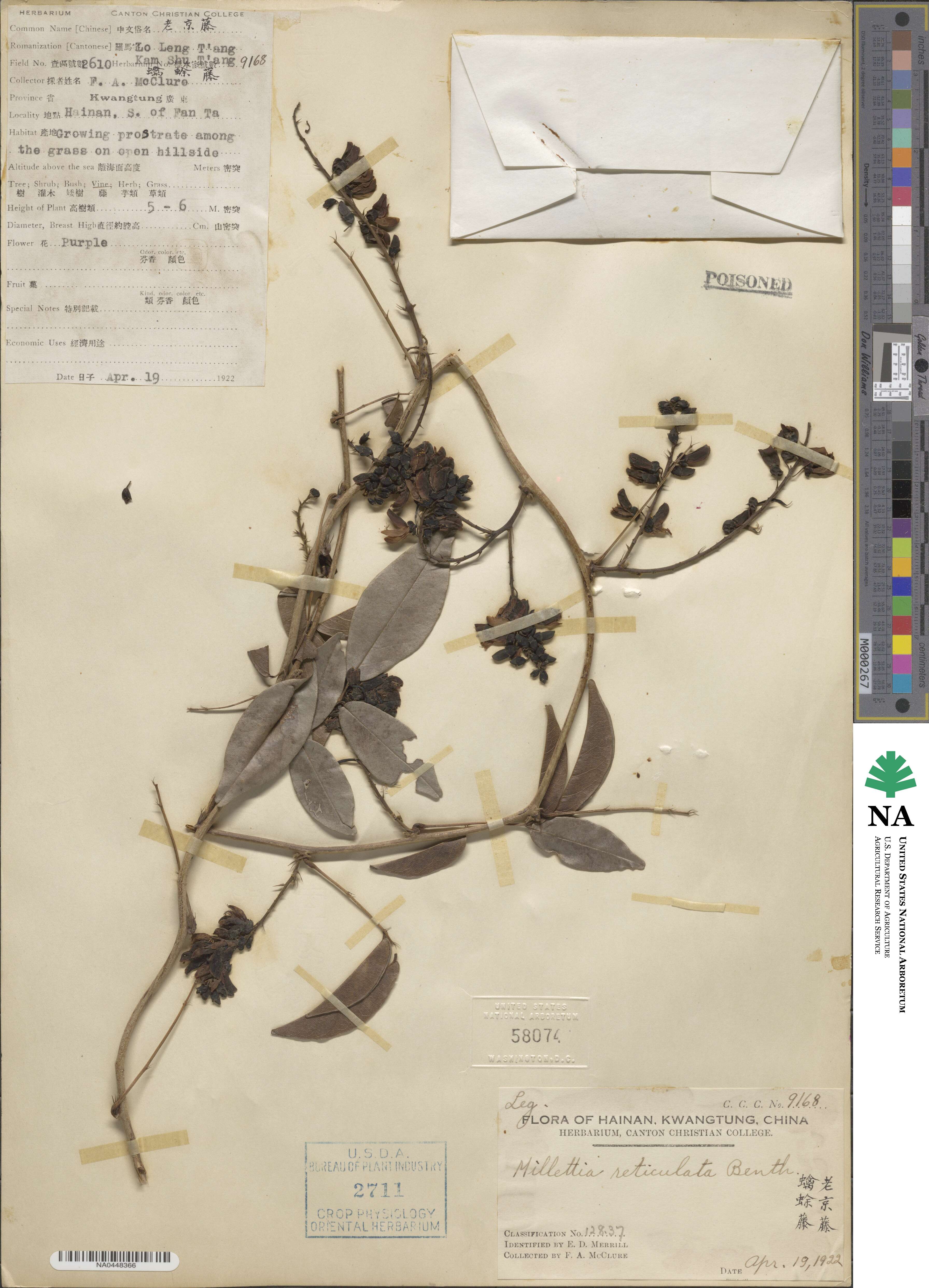 Wisteriopsis reticulata image
