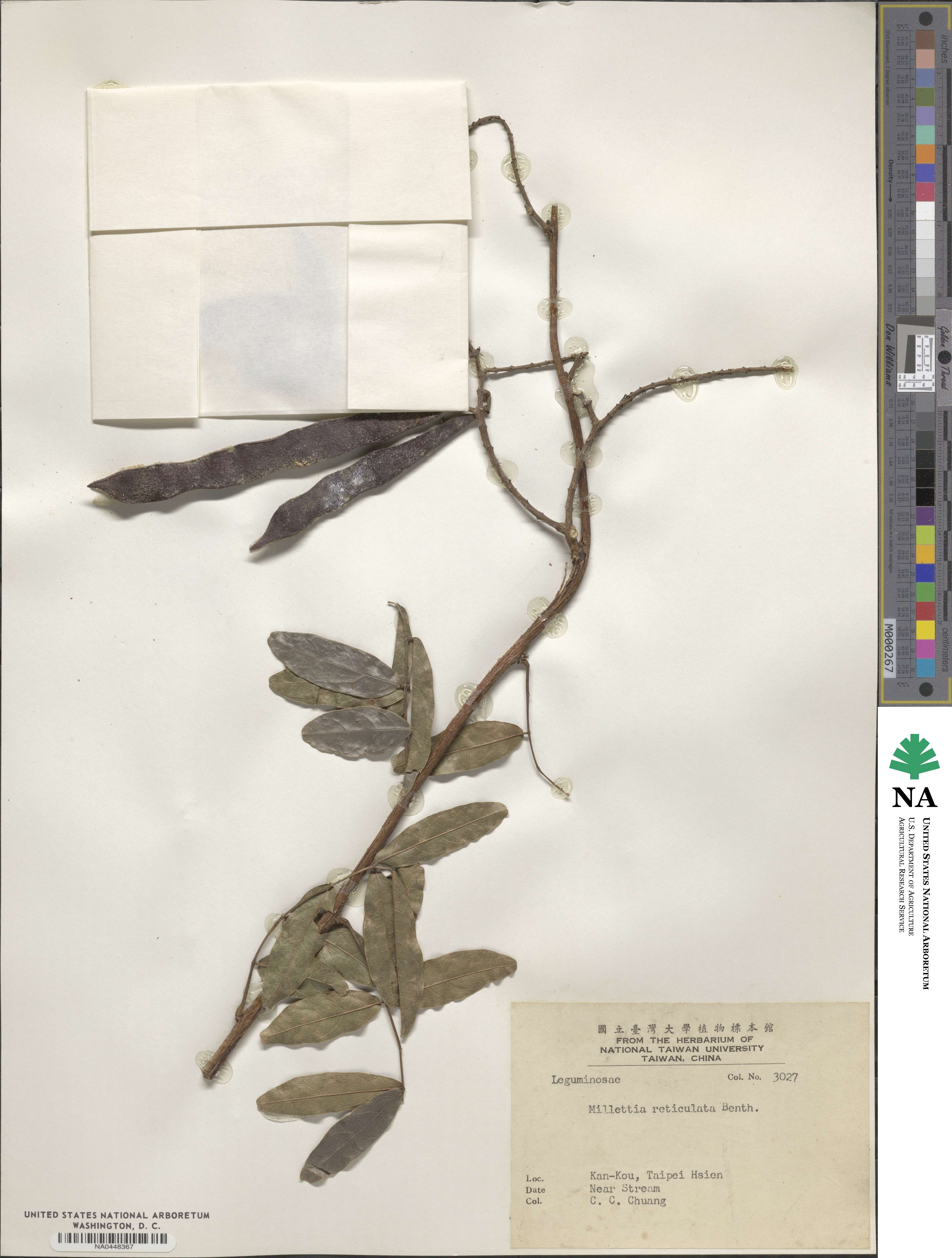 Wisteriopsis reticulata image