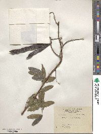 Wisteriopsis reticulata image