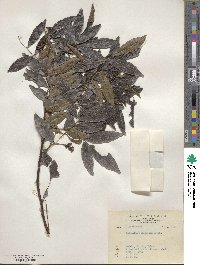 Wisteriopsis reticulata image