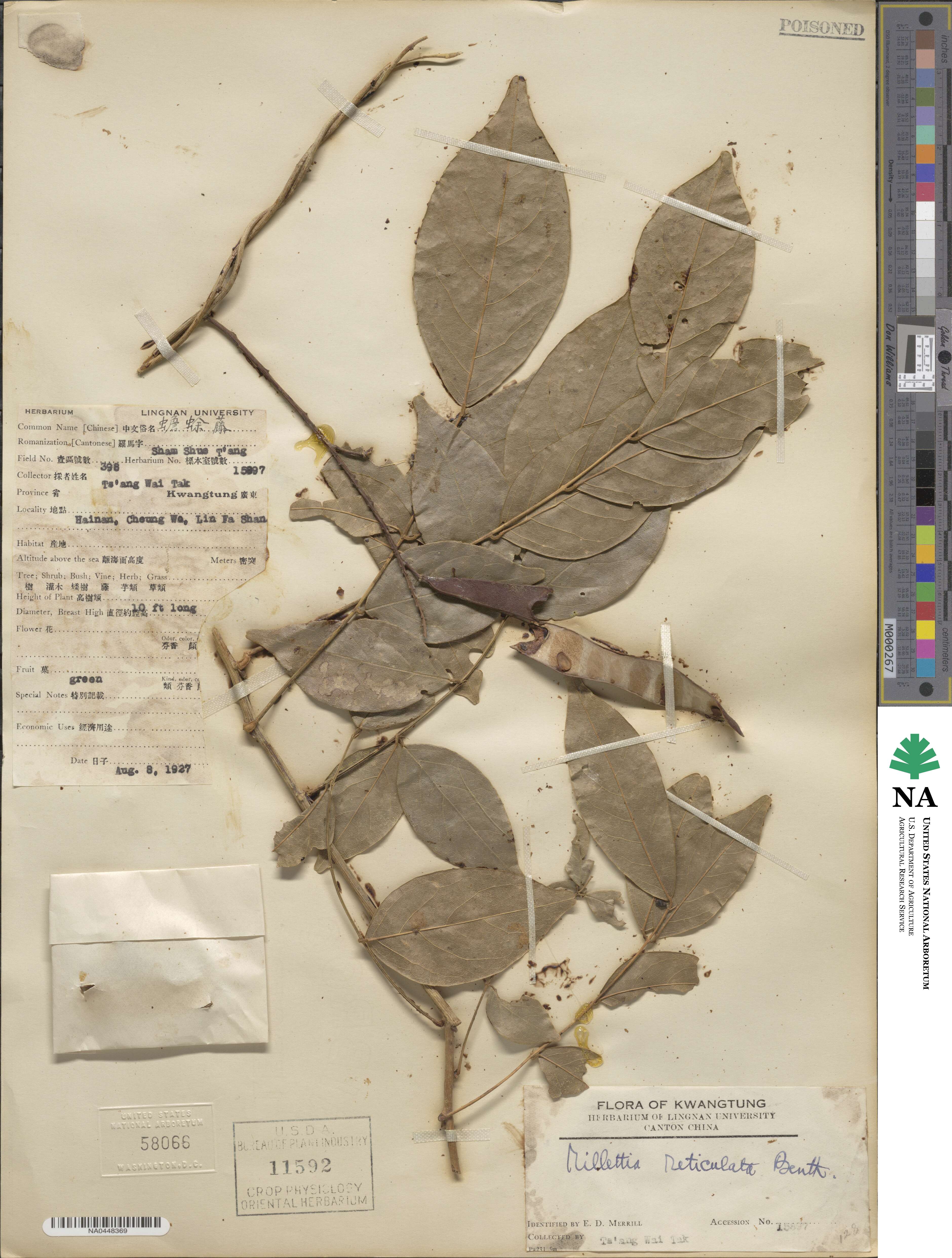 Wisteriopsis reticulata image