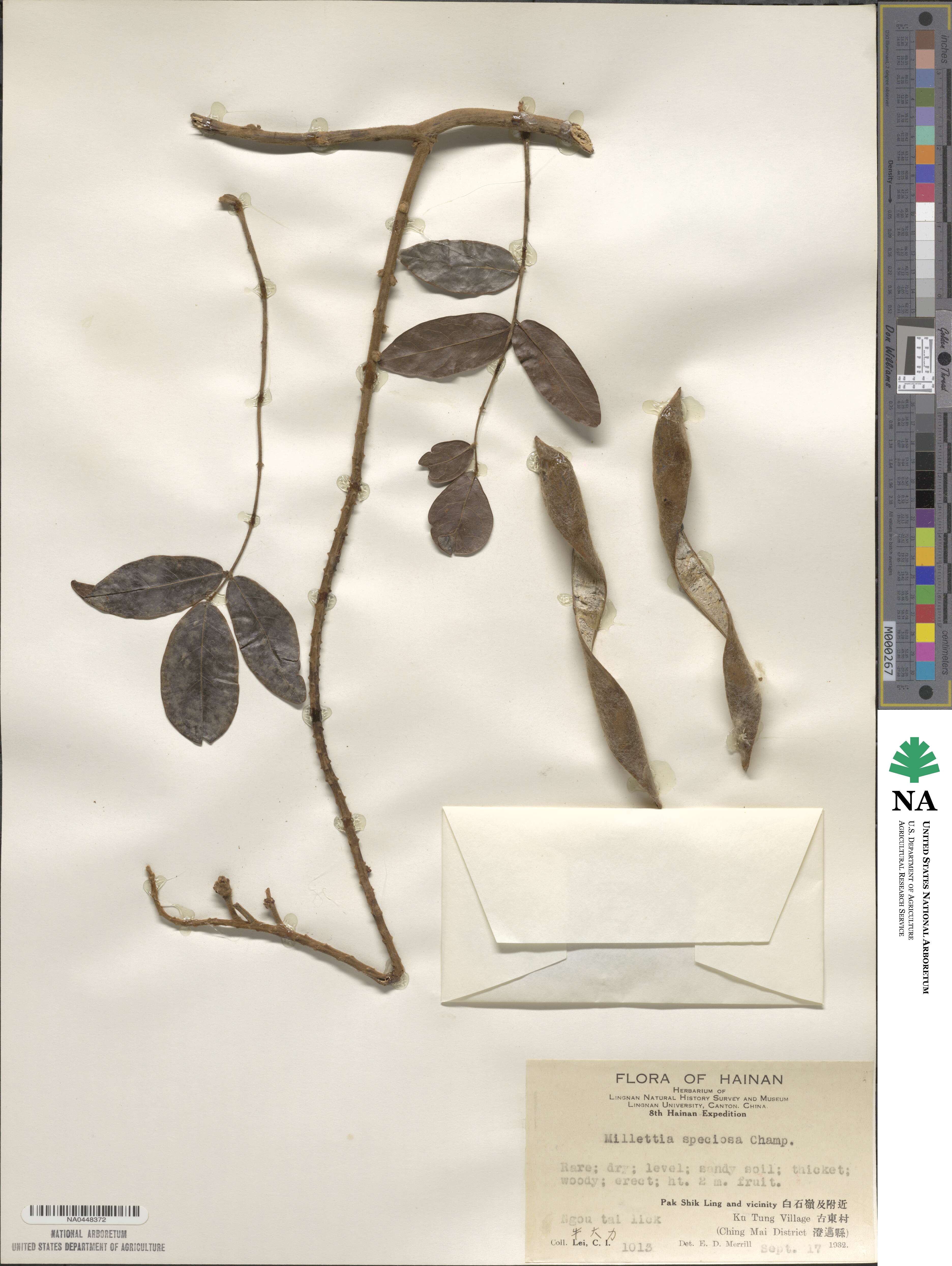 Millettia speciosa image