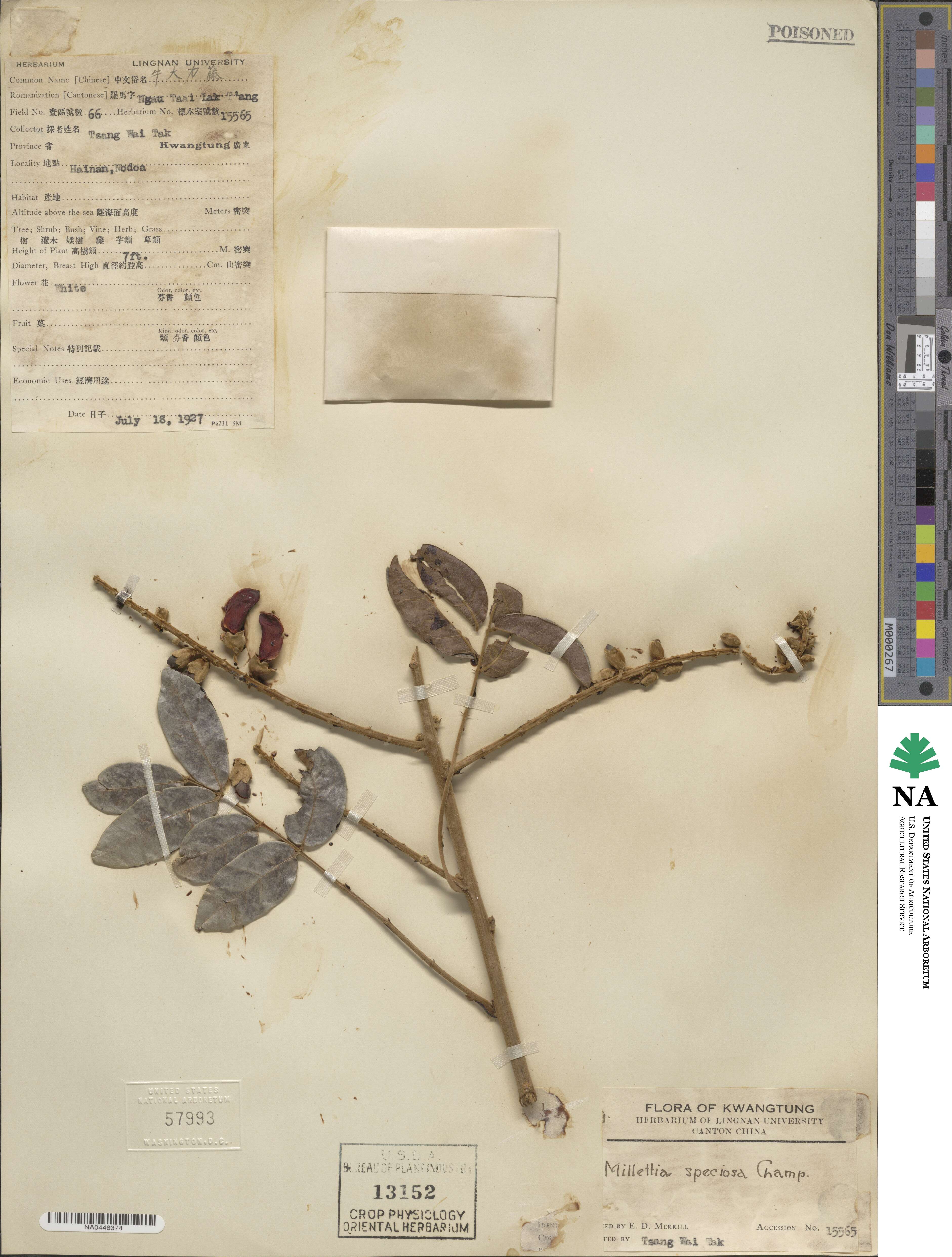 Millettia speciosa image