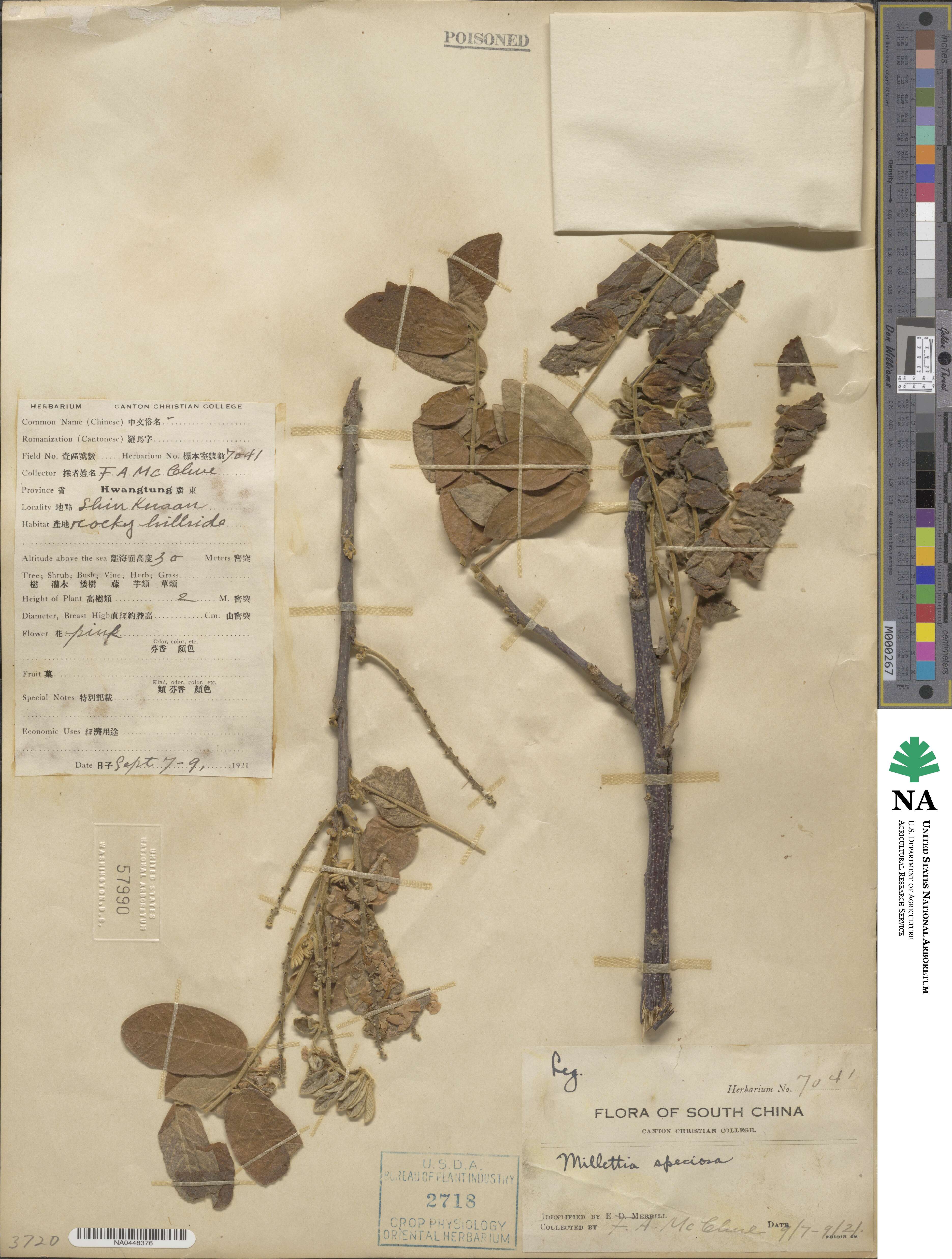 Millettia speciosa image
