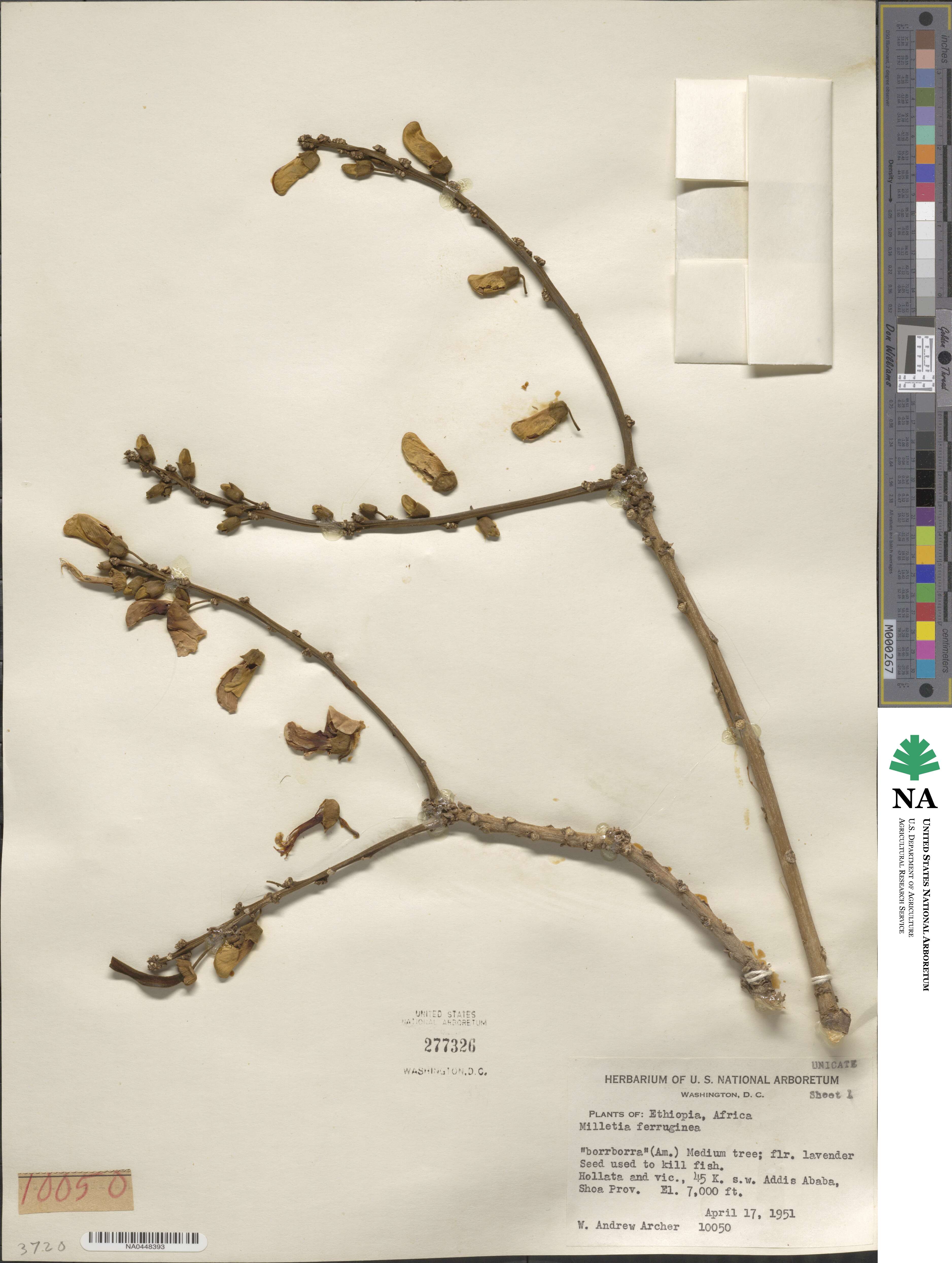 Millettia ferruginea image