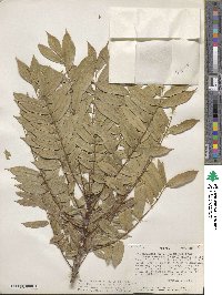 Millettia ferruginea subsp. darassana image