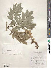 Millettia grandis image