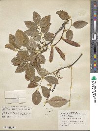 Derris ovalifolia image