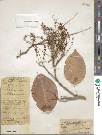 Derris ovalifolia image