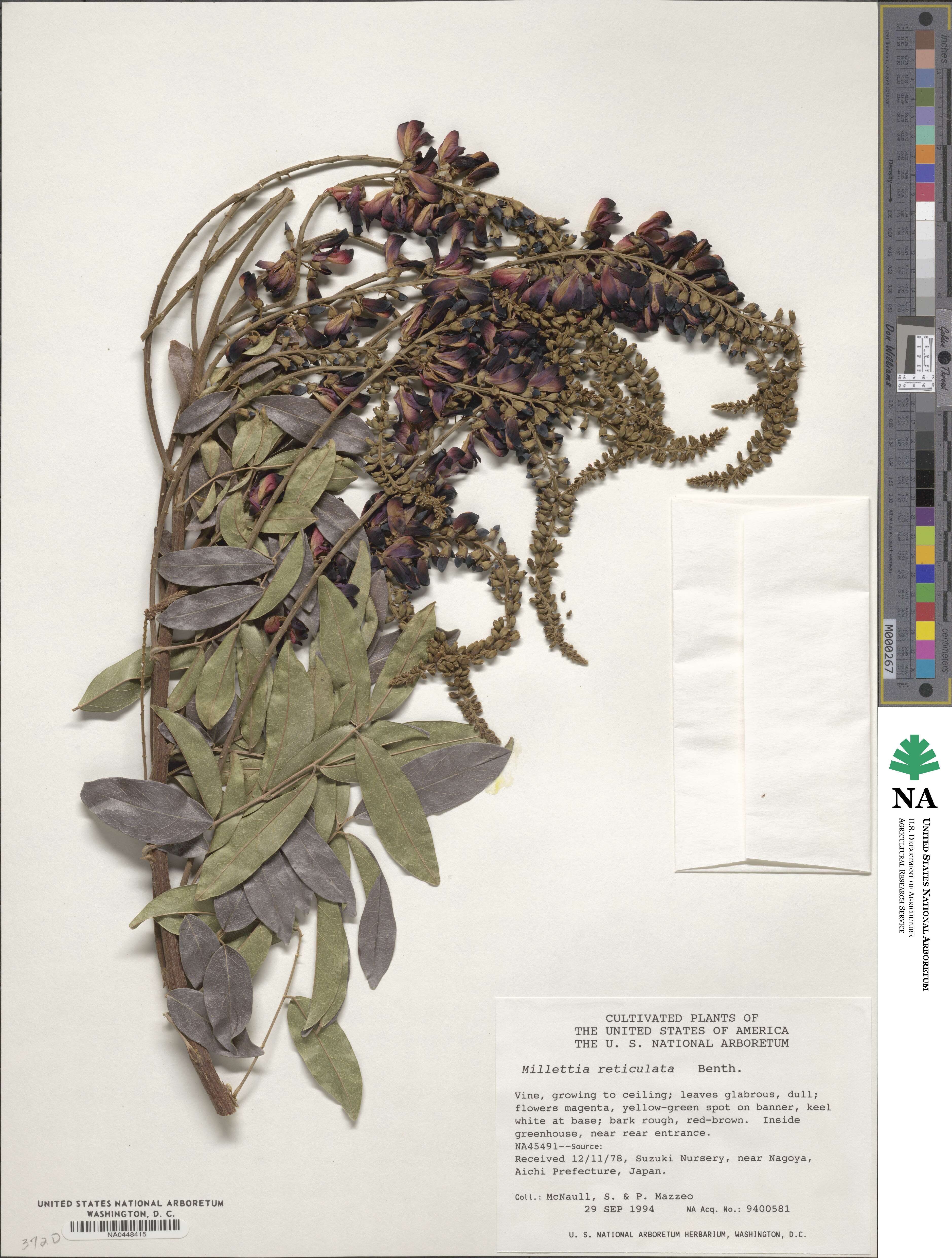 Wisteriopsis reticulata image