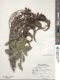 Wisteriopsis reticulata image