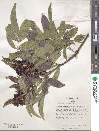 Wisteriopsis reticulata image