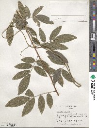 Wisteriopsis reticulata image