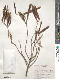 Wisteriopsis reticulata image