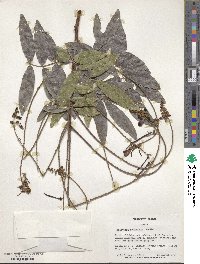 Wisteriopsis reticulata image