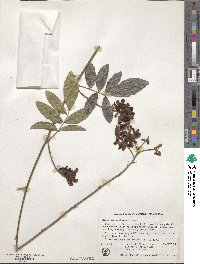 Wisteriopsis reticulata image