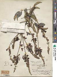 Wisteriopsis reticulata image