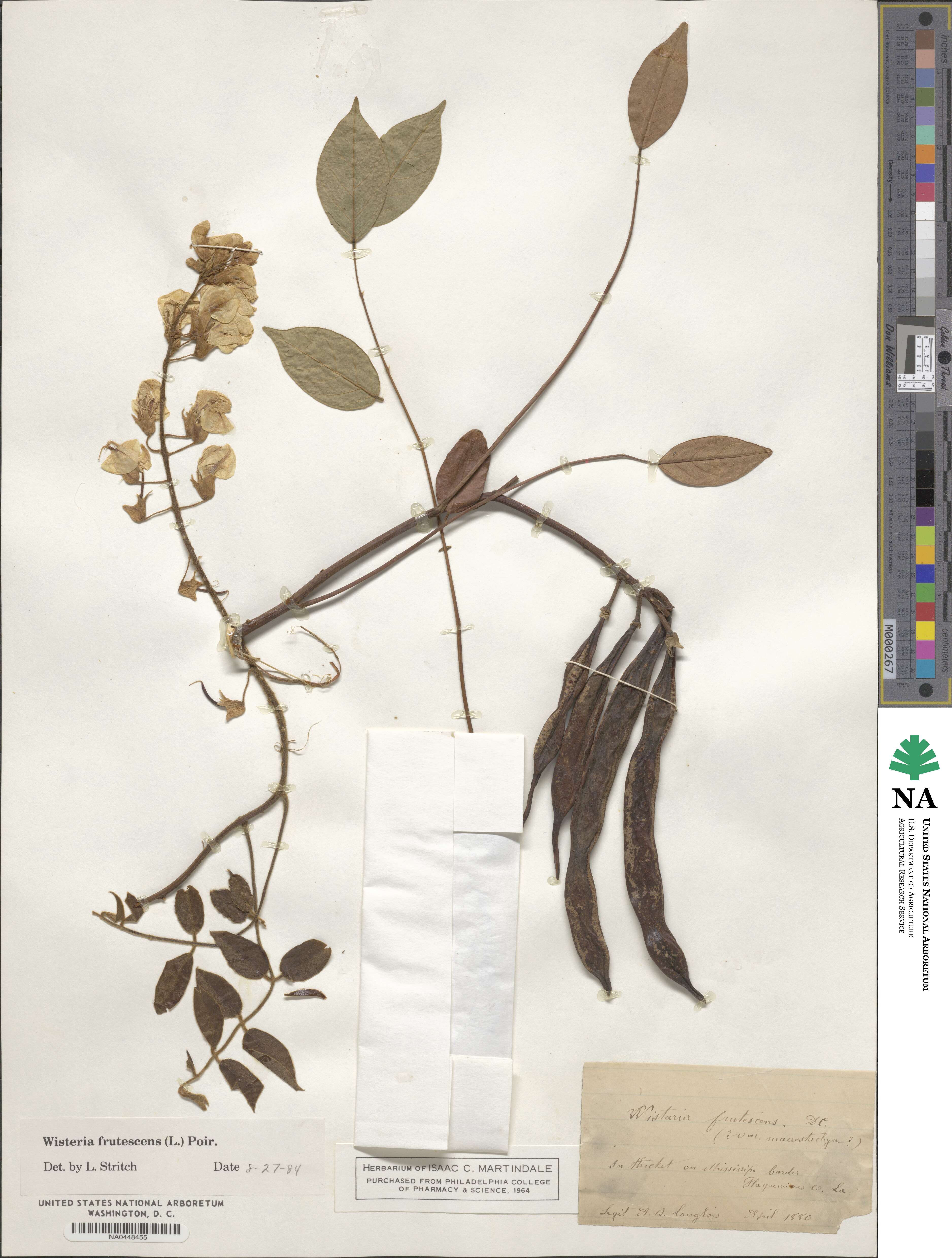 Wisteria frutescens image