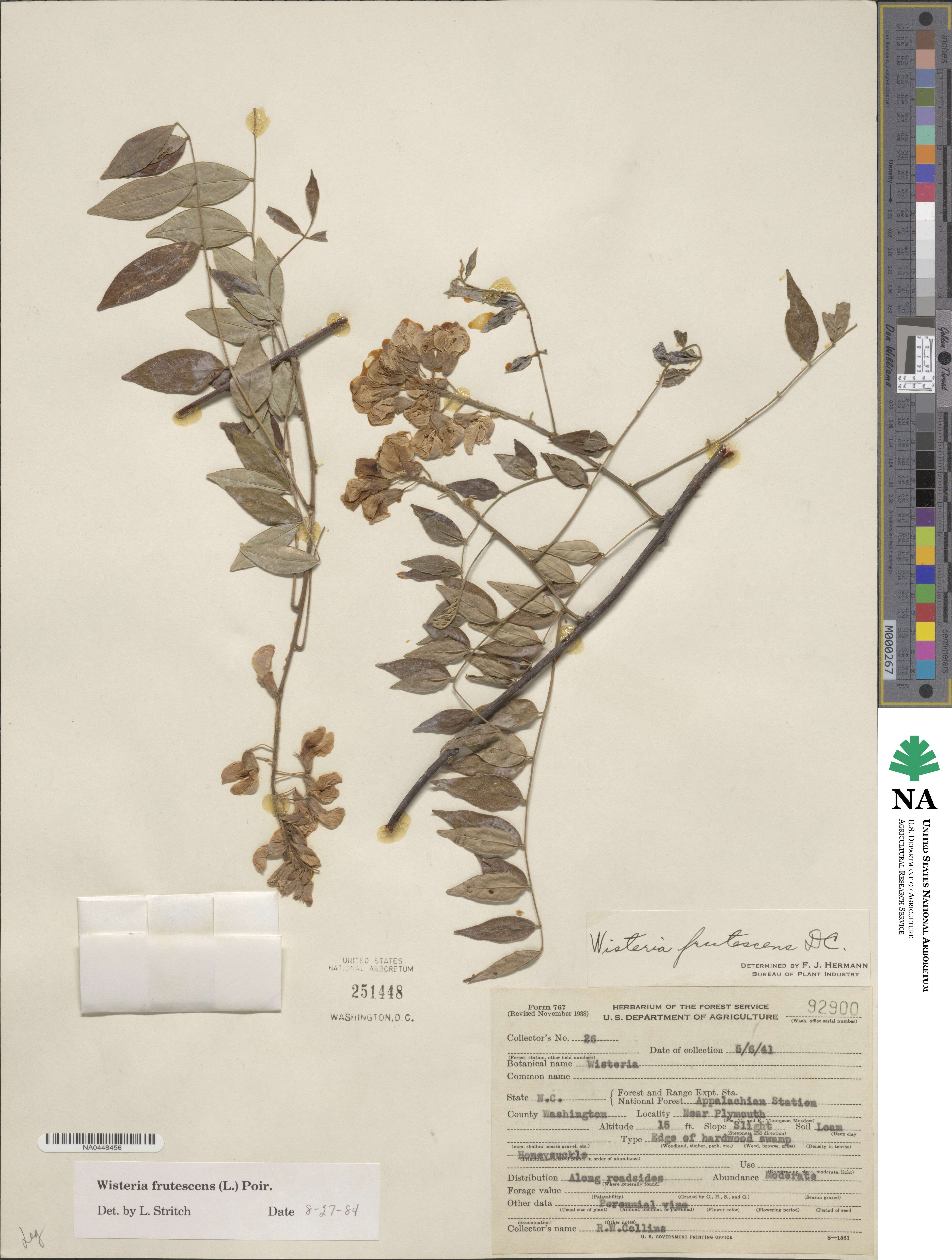 Wisteria frutescens image