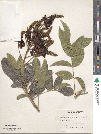 Wisteria frutescens subsp. macrostachya image