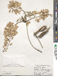 Wisteria sinensis image