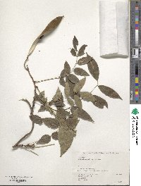 Wisteria brachybotrys image