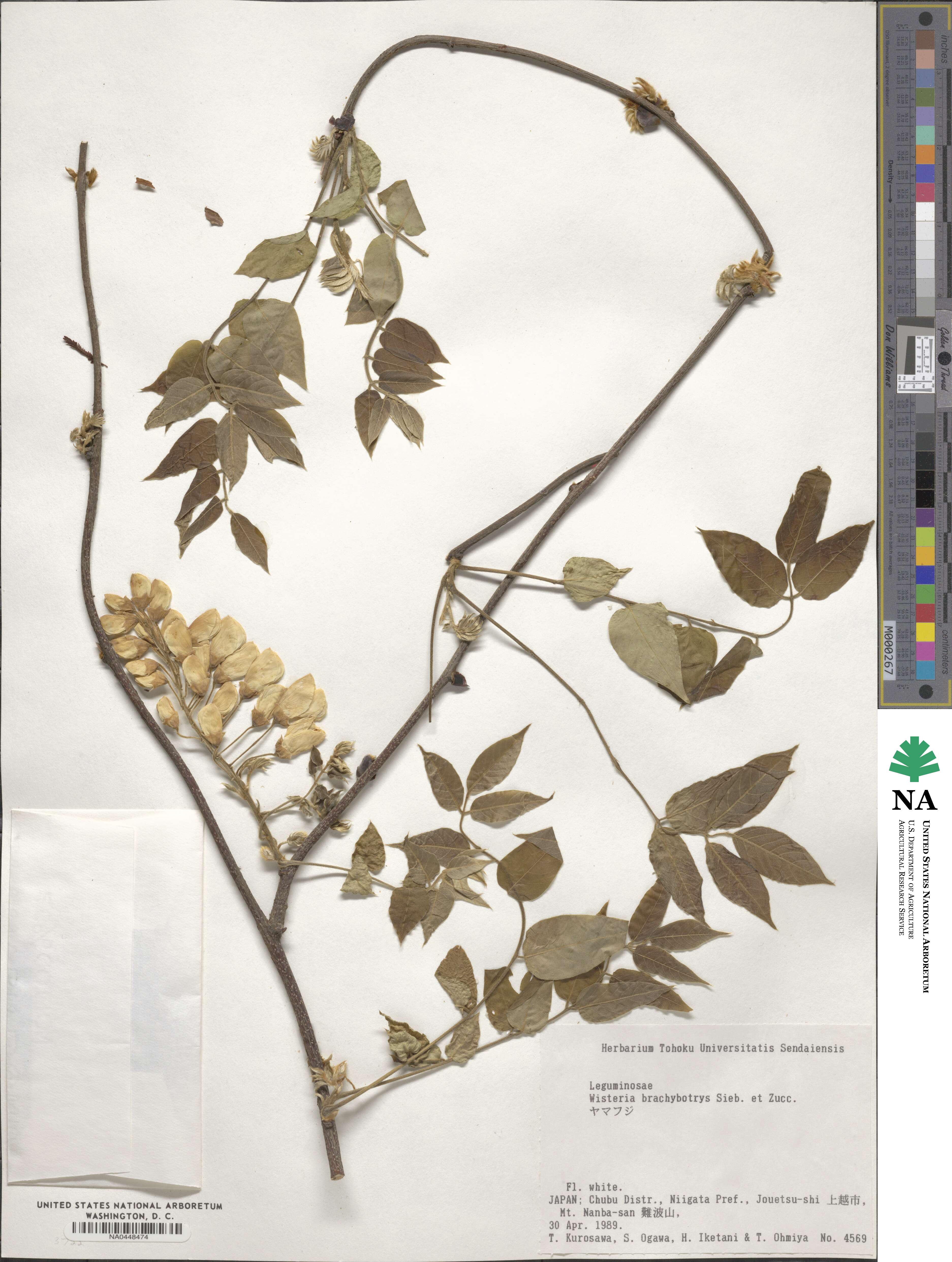 Wisteria brachybotrys image