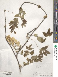 Wisteria brachybotrys image