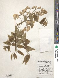 Wisteria brachybotrys image