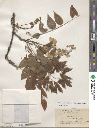 Wisteria brachybotrys image