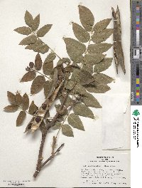 Wisteria brachybotrys image