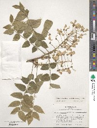 Wisteria brachybotrys image