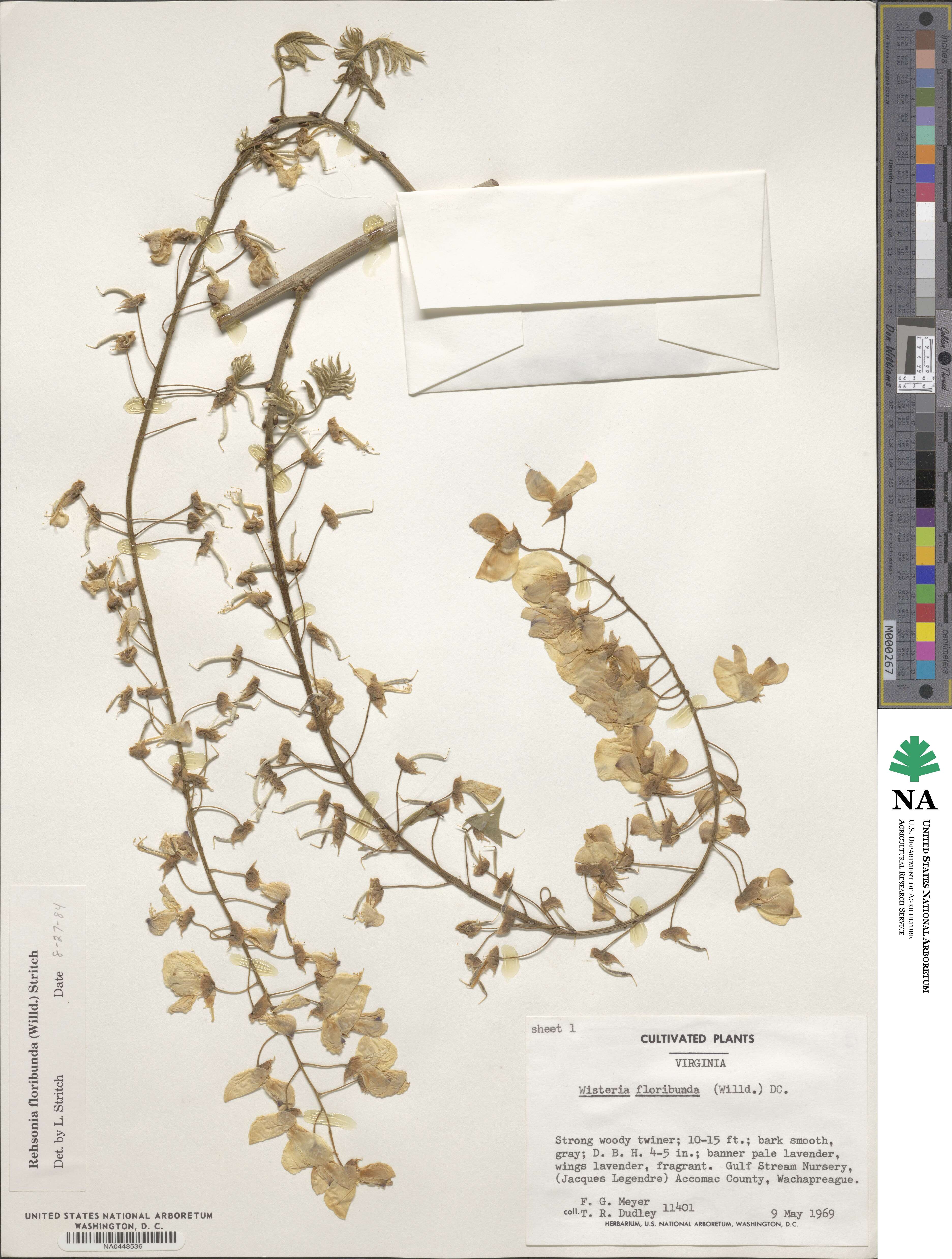 Wisteria floribunda image