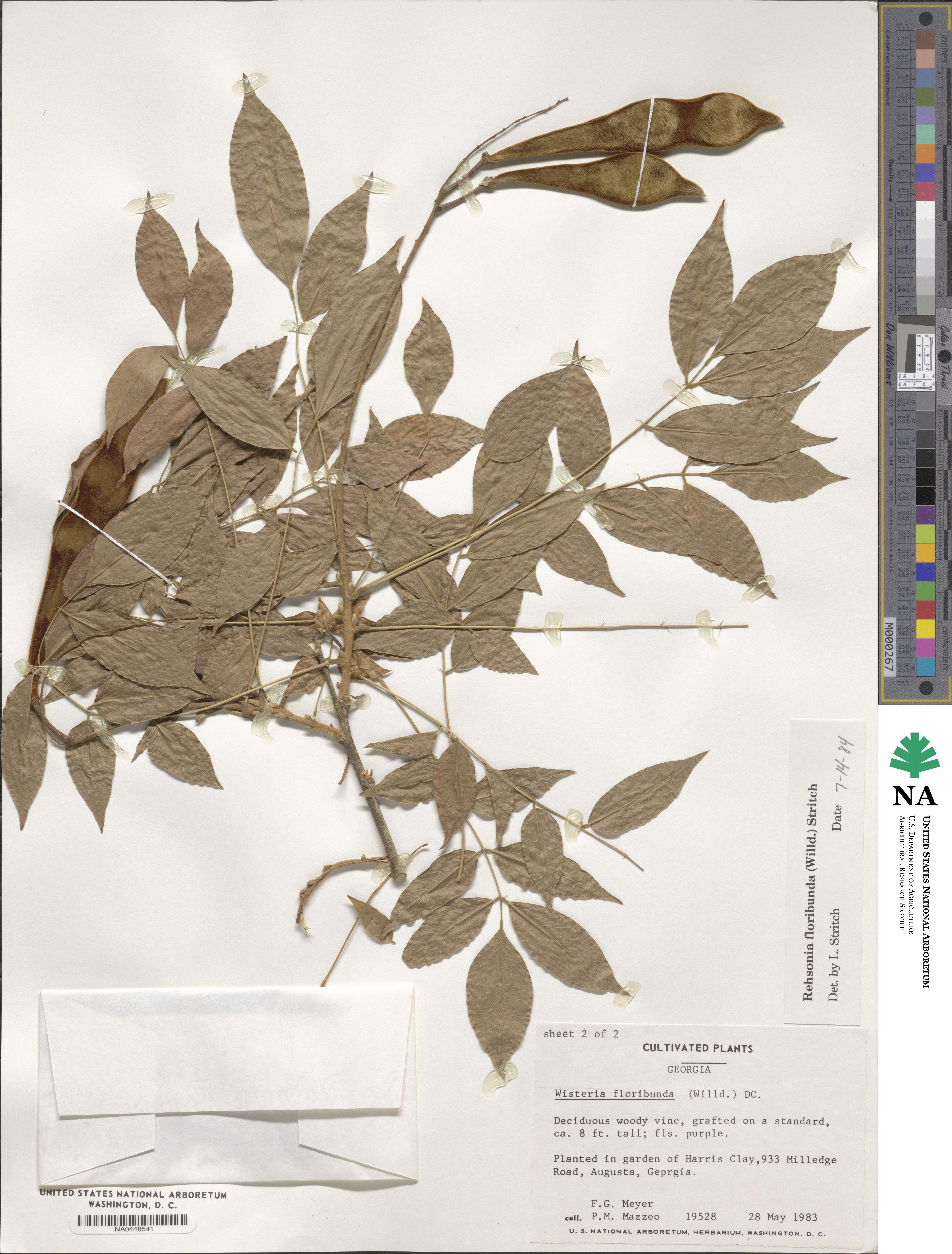 Wisteria floribunda image