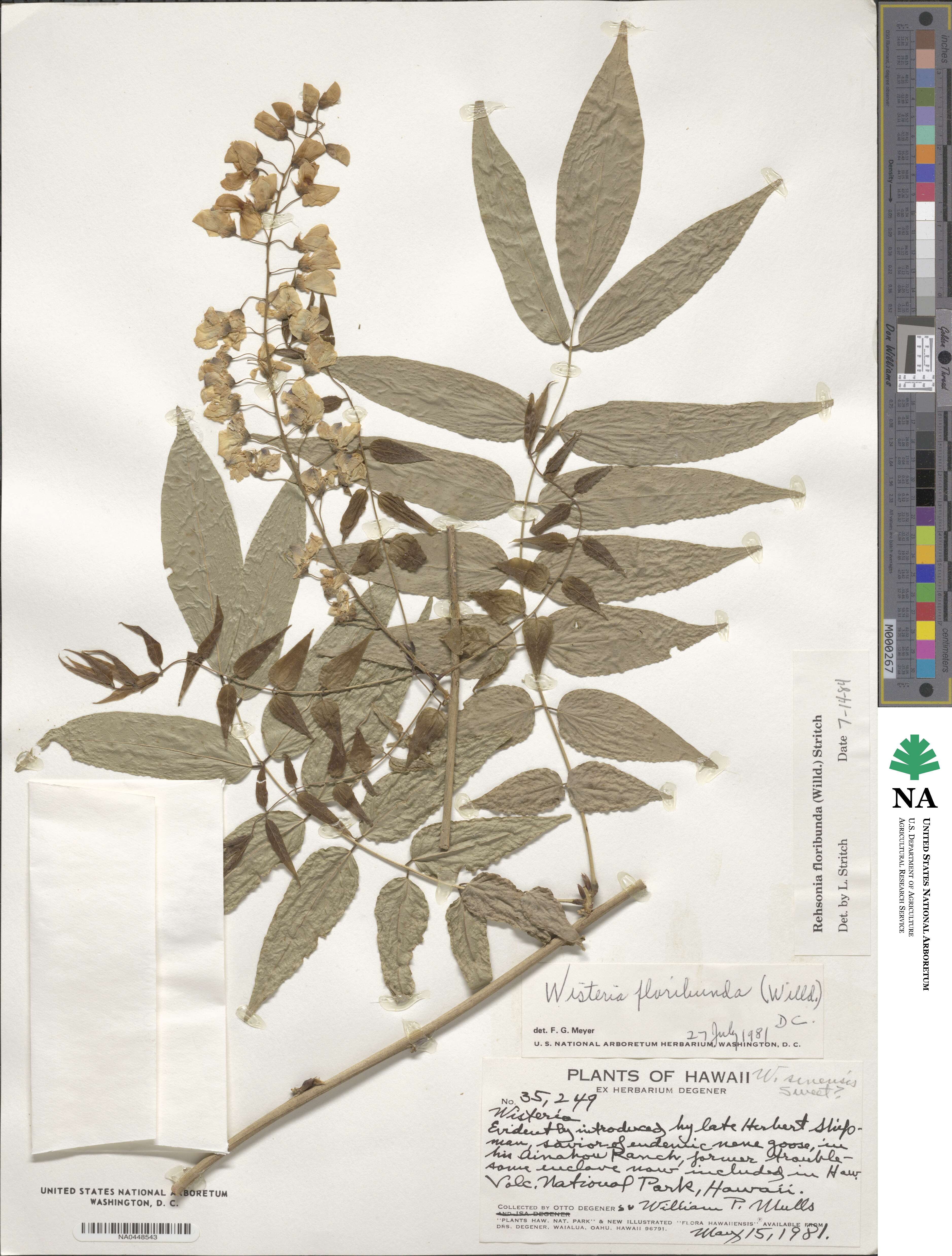 Wisteria floribunda image
