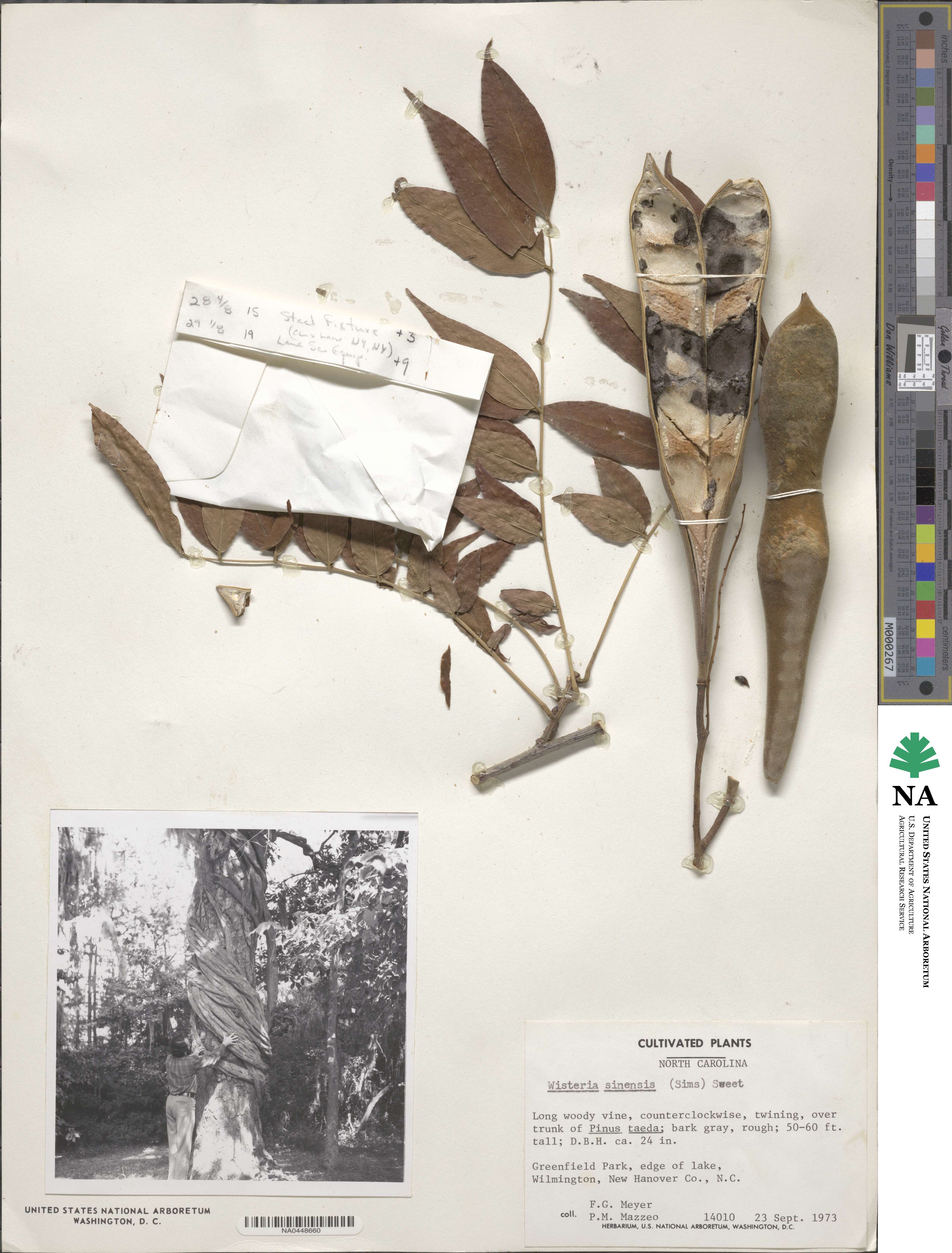 Wisteria sinensis image