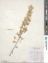 Wisteria sinensis image