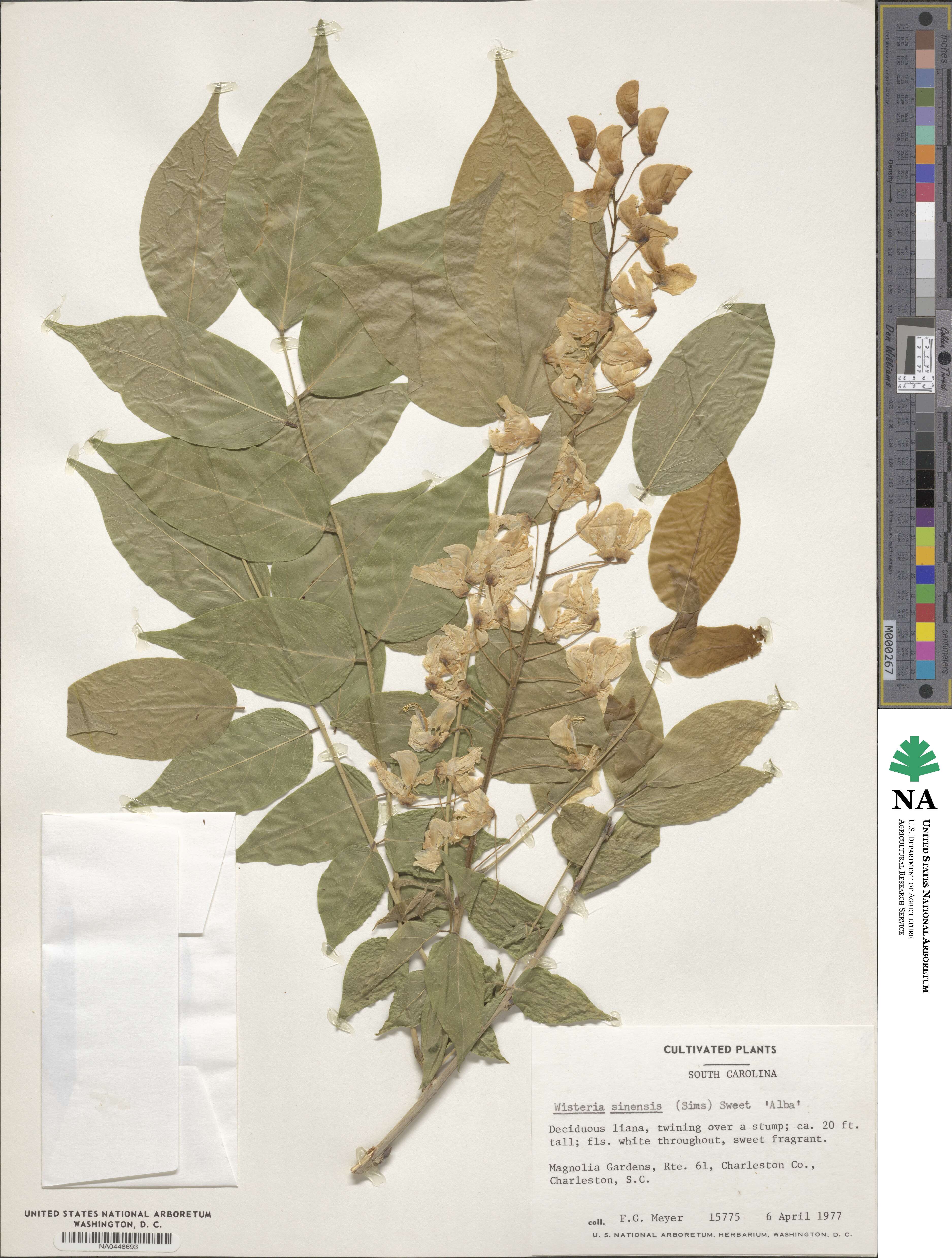 Wisteria sinensis image