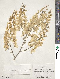 Wisteria sinensis image