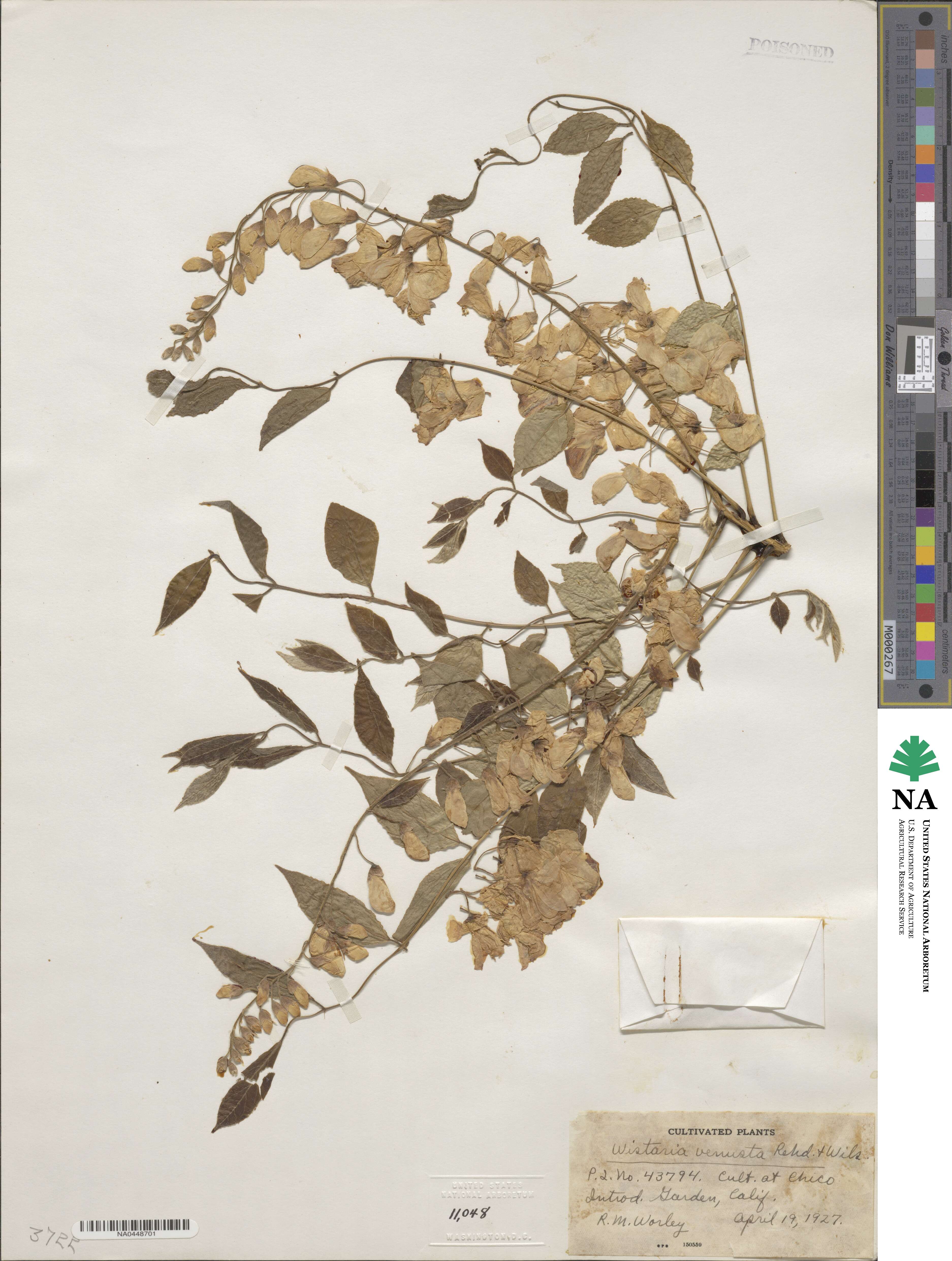 Wisteria brachybotrys image