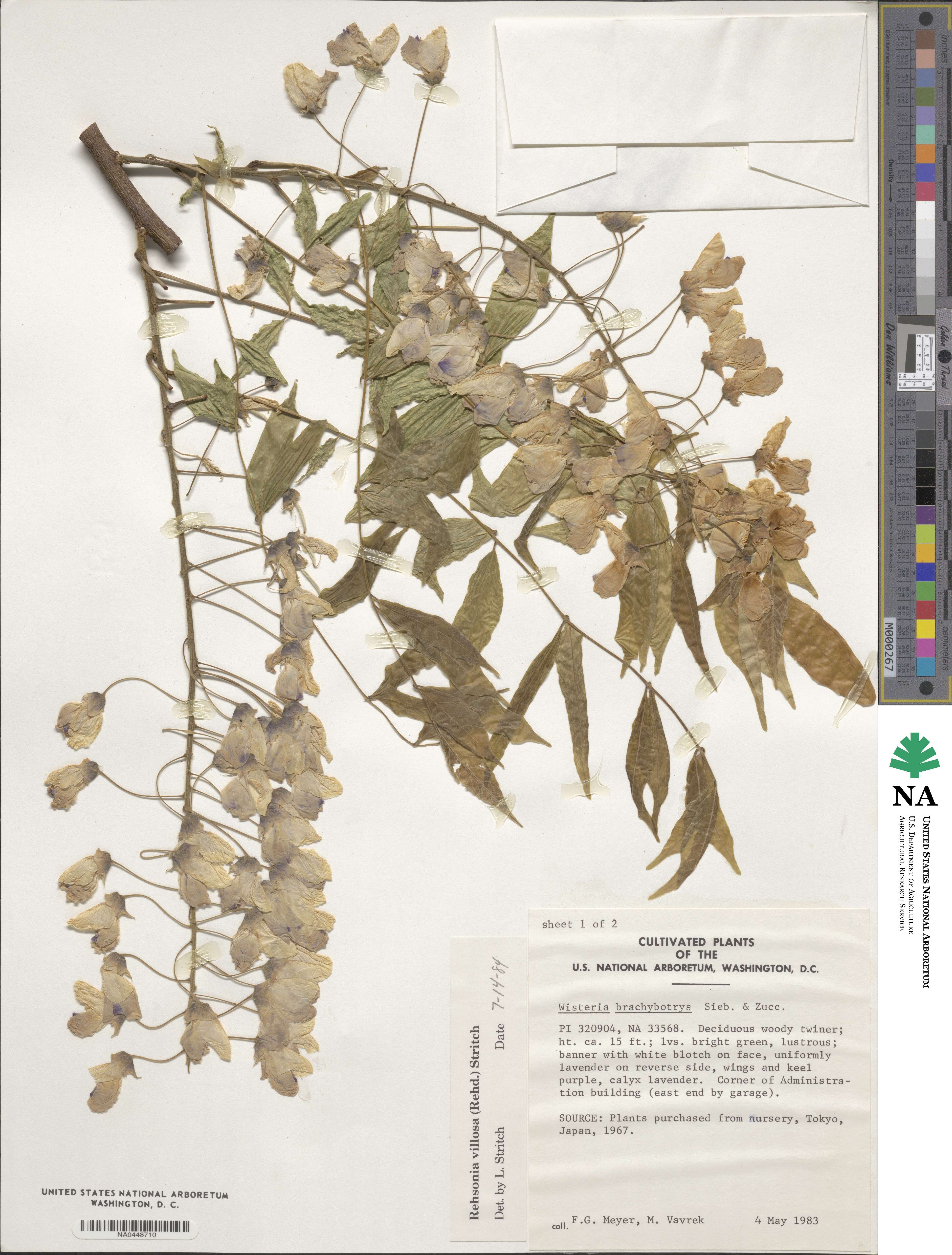 Wisteria sinensis image