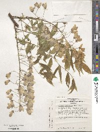 Wisteria sinensis image