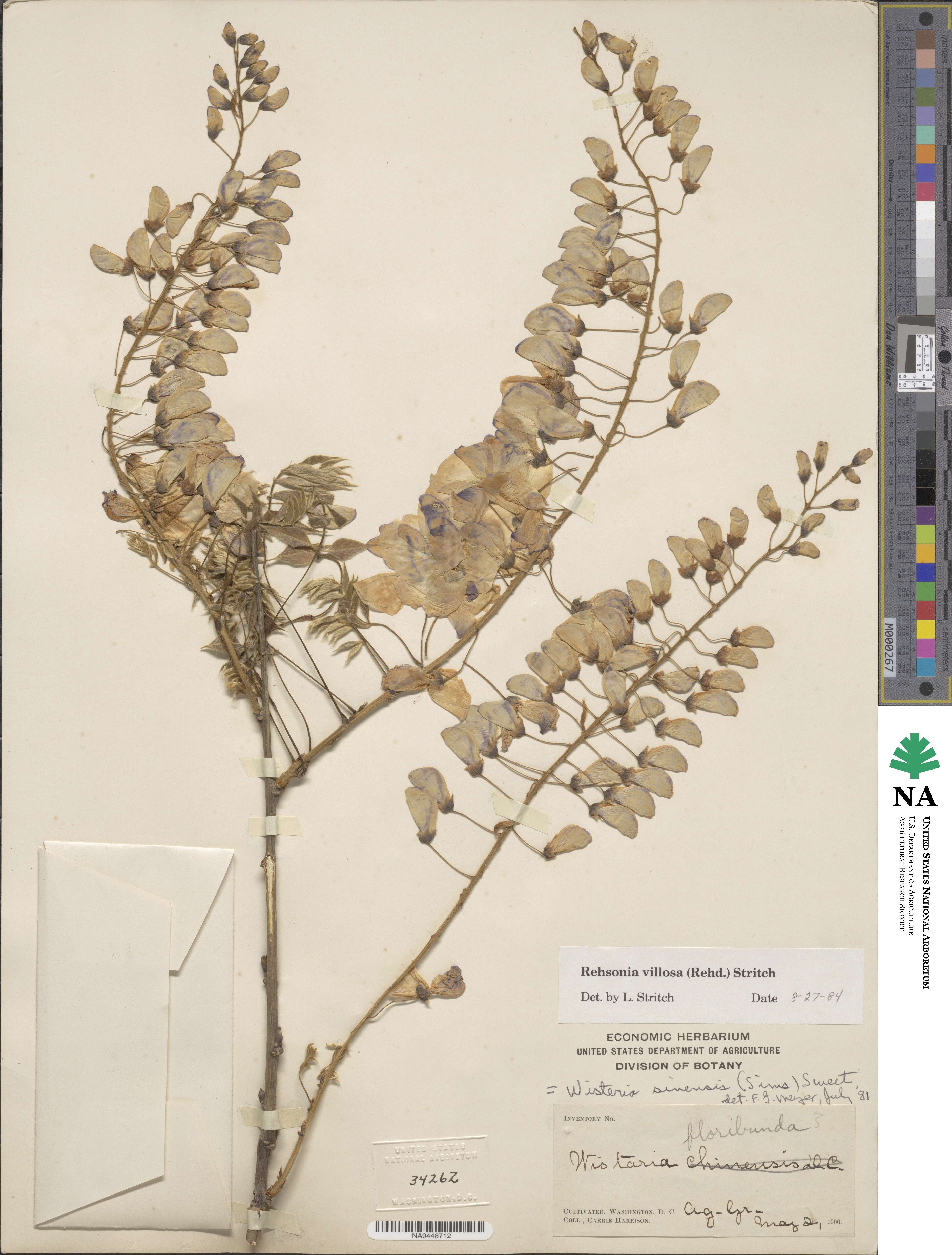 Wisteria sinensis image