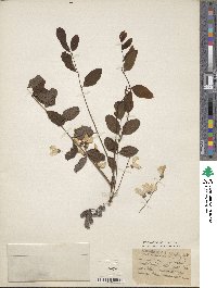 Robinia hispida var. rosea image