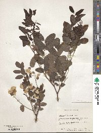 Robinia hispida var. rosea image