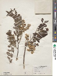 Robinia hispida image